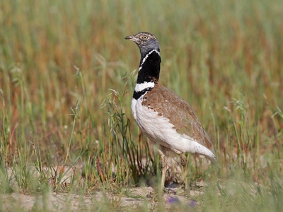 Little Bustard