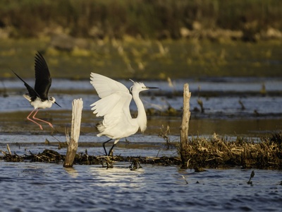 Little Egret