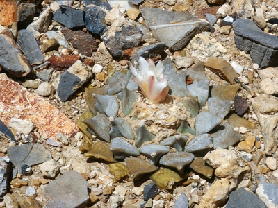 Living Rock Cactus
