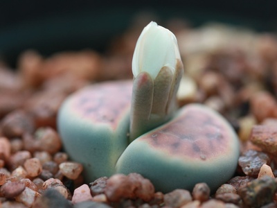 Living stones