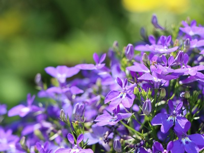Lobelia