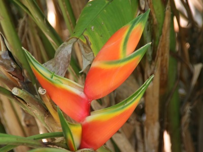 Lobster Claw