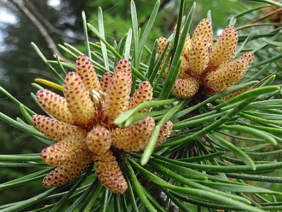 Lodgepole Pine