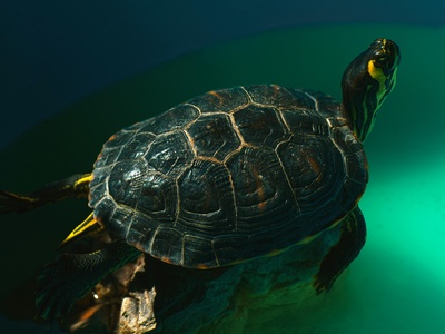 Loggerhead Sea Turtle