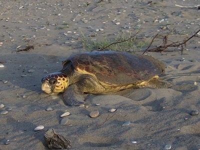 Loggerhead sea turtle