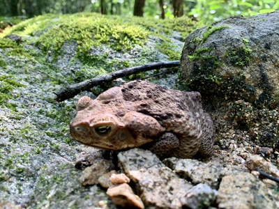 Loma Mountains Toad