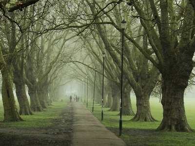 London plane