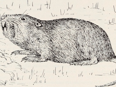 Long-clawed Ground Squirrel