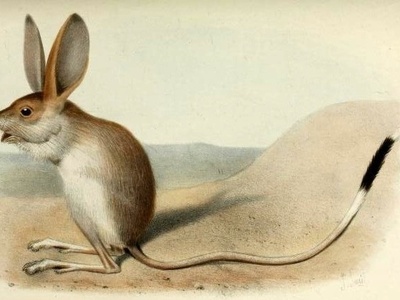 Long-eared Jerboa
