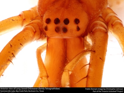 Long-jawed Orb Weaver