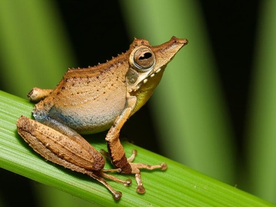 Long-nosed Spiny Reed Frog