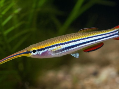 Long-snout killifish