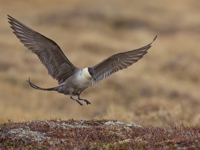 Long-tailed Jaeger