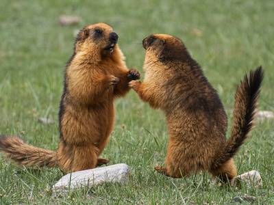 Long-tailed Marmot