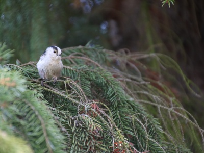 Long-tailed Tit