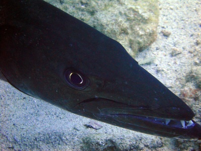 Longfin eel