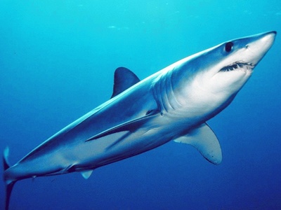 Longfin mako