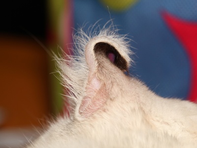 Longhair American Curl
