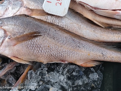 Longneck croaker