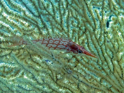 Longnose Hawkfish