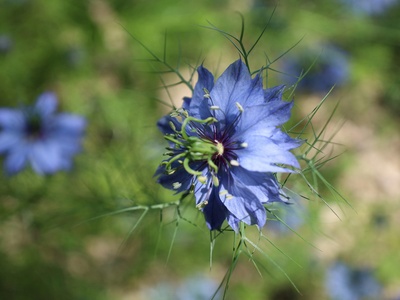 Love-in-a-Mist