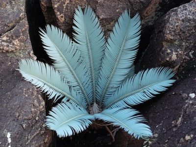 Lovedale Cycad