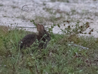 Lower Keys Marsh Rabbit