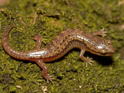 Lumberjack Moss Salamander