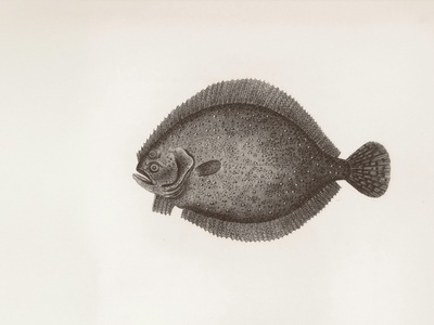 Lumpfish