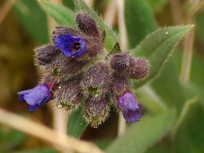 Lungwort