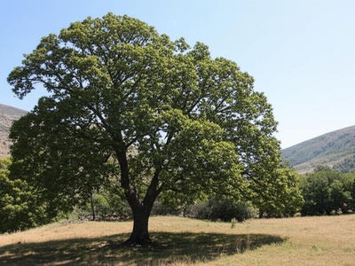Luristan Oak