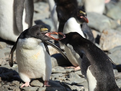 Macaroni Penguin