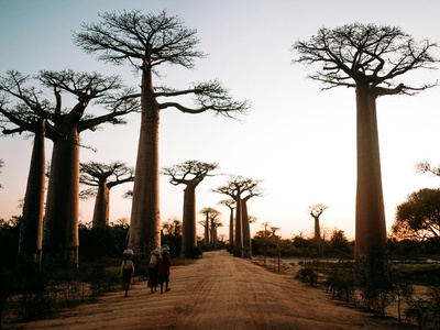 Madagascar baobab