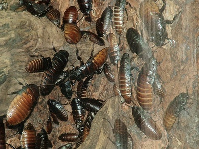 Madagascar Hissing Cockroach