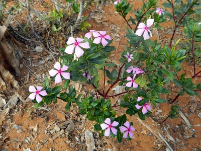 Madagascar Periwinkle