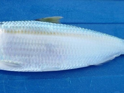 Madeiran sardinella