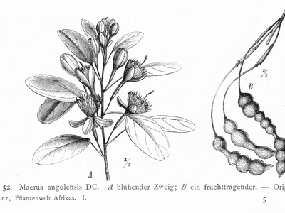 Maerua