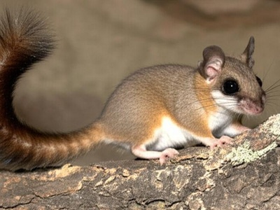 Maghrebian Garden Dormouse