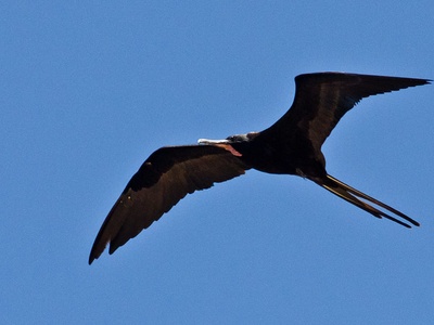 Magnificent frigatebird