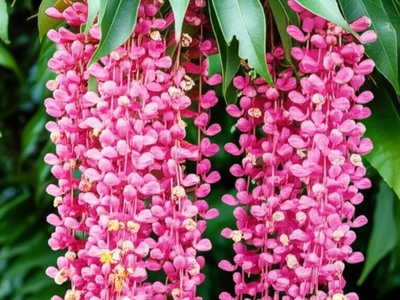 Magnificent Medinilla