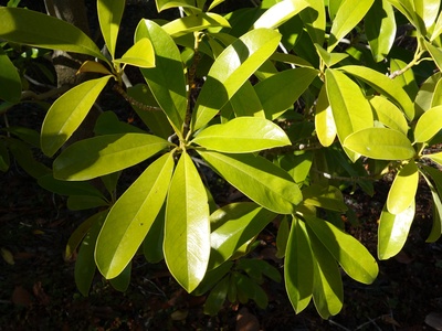 Magnolia sinica