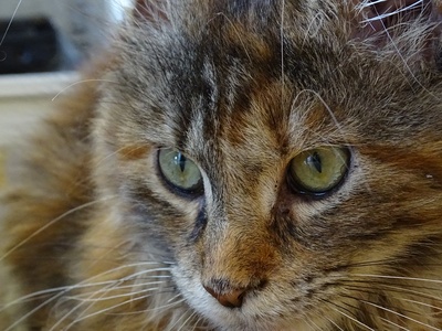 Maine Coon