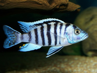 Malawi zebra cichlid