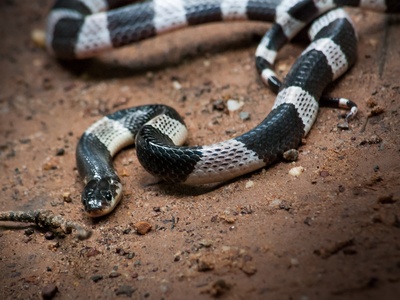 Malayan Krait