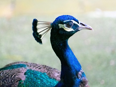 Malayan Peacock-Pheasant