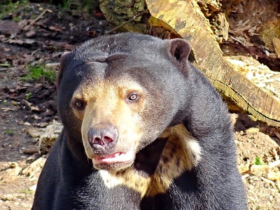 Malayan Sun Bear