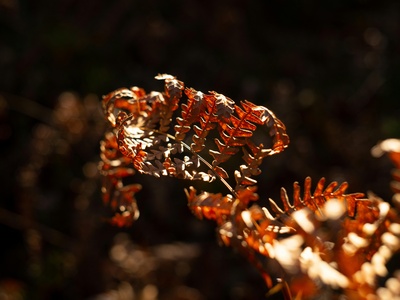 Male fern