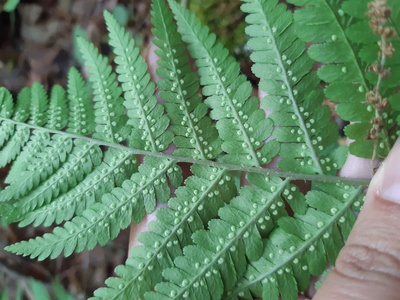 Male fern