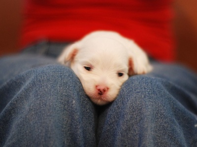 Maltese
