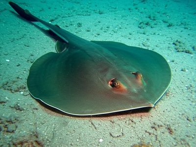 Maltese Skate